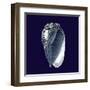 Indigo Shells V-Vision Studio-Framed Art Print