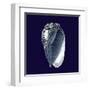 Indigo Shells V-Vision Studio-Framed Art Print