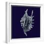 Indigo Shells VI-Vision Studio-Framed Art Print