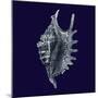 Indigo Shells VI-Vision Studio-Mounted Art Print