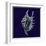 Indigo Shells VI-Vision Studio-Framed Art Print