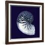 Indigo Shells VII-Vision Studio-Framed Art Print