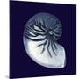 Indigo Shells VII-Vision Studio-Mounted Art Print