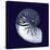 Indigo Shells VII-Vision Studio-Stretched Canvas