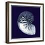 Indigo Shells VII-Vision Studio-Framed Art Print