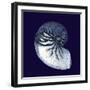 Indigo Shells VII-Vision Studio-Framed Art Print