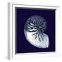 Indigo Shells VII-Vision Studio-Framed Art Print