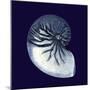 Indigo Shells VII-Vision Studio-Mounted Art Print