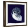 Indigo Shells VII-Vision Studio-Framed Art Print