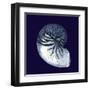 Indigo Shells VII-Vision Studio-Framed Art Print