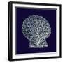 Indigo Shells VIII-Vision Studio-Framed Art Print