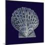 Indigo Shells VIII-Vision Studio-Mounted Art Print