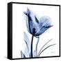 Indigo Softened Tulip-Albert Koetsier-Framed Stretched Canvas