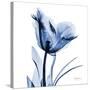 Indigo Softened Tulip-Albert Koetsier-Stretched Canvas