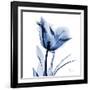 Indigo Softened Tulip-Albert Koetsier-Framed Art Print