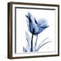 Indigo Softened Tulip-Albert Koetsier-Framed Art Print