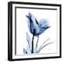 Indigo Softened Tulip-Albert Koetsier-Framed Art Print