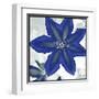 Indigo Star II-Sharon Chandler-Framed Art Print