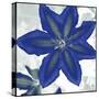 Indigo Star II-Sharon Chandler-Stretched Canvas