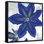 Indigo Star II-Sharon Chandler-Framed Stretched Canvas