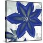 Indigo Star II-Sharon Chandler-Stretched Canvas