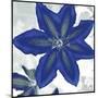 Indigo Star II-Sharon Chandler-Mounted Art Print