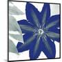 Indigo Star III-Sharon Chandler-Mounted Art Print