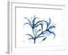 Indigo Starfire Lily-Albert Koetsier-Framed Premium Giclee Print