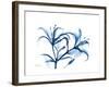 Indigo Starfire Lily-Albert Koetsier-Framed Premium Giclee Print