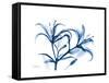 Indigo Starfire Lily-Albert Koetsier-Framed Stretched Canvas