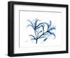 Indigo Starfire Lily-Albert Koetsier-Framed Premium Giclee Print