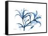 Indigo Starfire Lily-Albert Koetsier-Framed Stretched Canvas