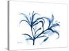 Indigo Starfire Lily-Albert Koetsier-Stretched Canvas