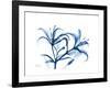 Indigo Starfire Lily-Albert Koetsier-Framed Premium Giclee Print