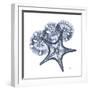 Indigo Starfish and Sand Dollar-Albert Koetsier-Framed Photo