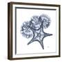 Indigo Starfish and Sand Dollar-Albert Koetsier-Framed Photographic Print