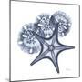 Indigo Starfish and Sand Dollar-Albert Koetsier-Mounted Photographic Print