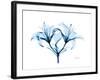 Indigo Starflame Lily-Albert Koetsier-Framed Premium Giclee Print