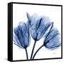 Indigo Stunning Tulips-Albert Koetsier-Framed Stretched Canvas