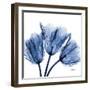 Indigo Stunning Tulips-Albert Koetsier-Framed Art Print
