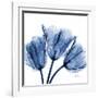 Indigo Stunning Tulips-Albert Koetsier-Framed Art Print