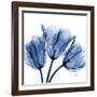 Indigo Stunning Tulips-Albert Koetsier-Framed Art Print