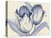 Indigo Tulip-Marietta Cohen Art and Design-Stretched Canvas