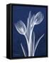 Indigo Tulips-Albert Koetsier-Framed Stretched Canvas