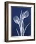 Indigo Tulips-Albert Koetsier-Framed Art Print