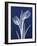 Indigo Tulips-Albert Koetsier-Framed Premium Giclee Print