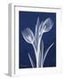 Indigo Tulips-Albert Koetsier-Framed Premium Giclee Print