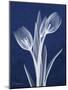 Indigo Tulips-Albert Koetsier-Mounted Premium Giclee Print