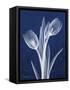 Indigo Tulips-Albert Koetsier-Framed Stretched Canvas