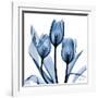 Indigo Tulips-Albert Koetsier-Framed Art Print